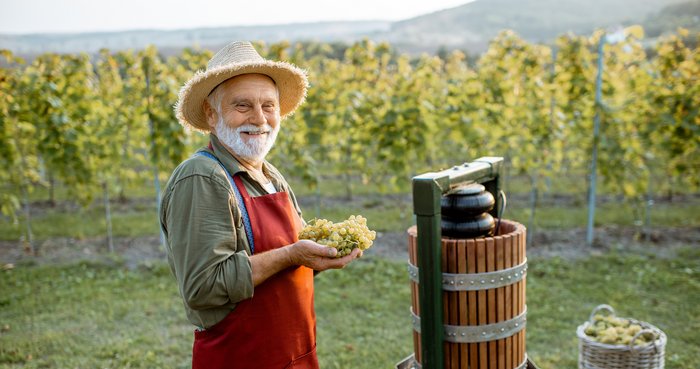 Lächelnder Winzer hält frisch geerntete Weintrauben neben einer traditionellen Weinpresse auf einem Weinberg, illustriert die Herstellung von alkoholfreiem Wein.